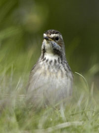 Bluethroat, Pagham Harbour April 4, 2004