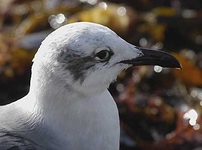 Laughing Gull, Ovingdean Beach November 4, 2005